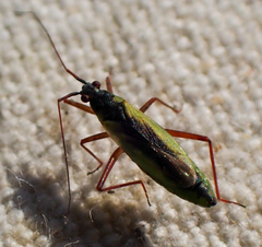 Teratocoris