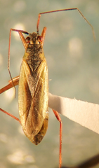Teratocoris