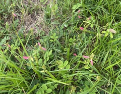 Tephrosia spicata