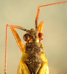 Teratocoris