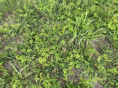 Tephrosia spicata