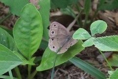 Megisto cymela cymela