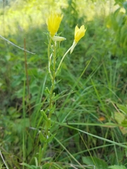 Oenothera clelandii
