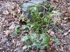 Caltha palustris