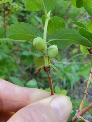 Lonicera caerulea cauriana