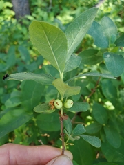 Lonicera caerulea cauriana