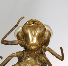 Rhionaeschna californica