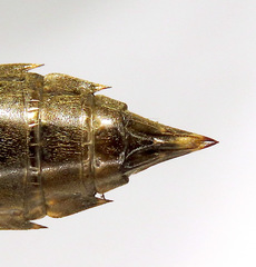 Rhionaeschna californica