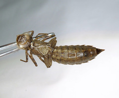 Rhionaeschna californica