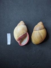 Megalobulimus oblongus