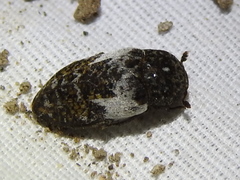 Dermestes marmoratus