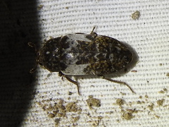 Dermestes marmoratus