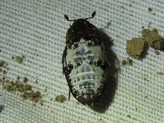 Dermestes marmoratus