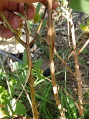 Lonicera caerulea cauriana