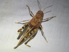 Leprus