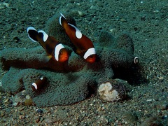 Amphiprion polymnus