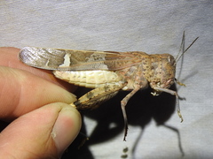 Leprus