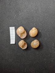 Megalobulimus oblongus