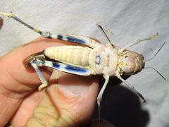 Leprus