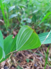 Polygonatum odoratum