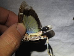 Leprus
