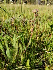 Ivesia unguiculata