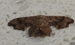 Calledapteryx dryopterata image