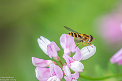 Syrphus ribesii