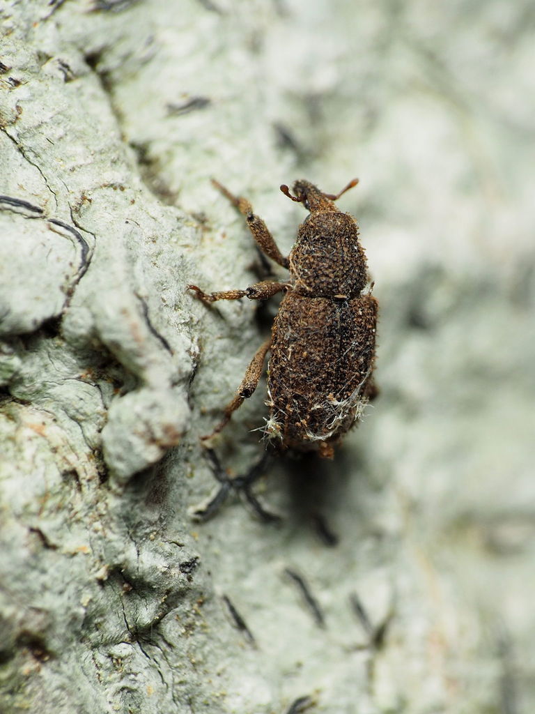 Rigid Litter Weevil