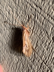 Platycentropus radiatus