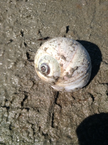 Northern Moonsnail