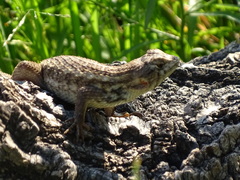 Sceloporus albiventris