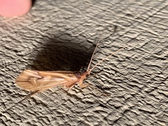 Platycentropus radiatus