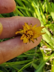 Phalacroseris bolanderi