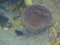 Ircinia campana