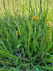 Phalacroseris bolanderi