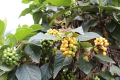 Aegiphila ferruginea