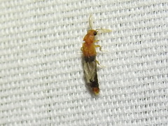 Distremocephalus texanus