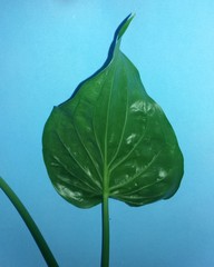Alocasia cucullata