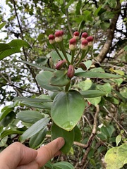 Marcgraviastrum subsessile