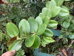 Marcgraviastrum subsessile