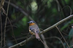 Sheppardia polioptera