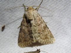 Scotogramma