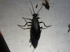 Epicauta segmenta