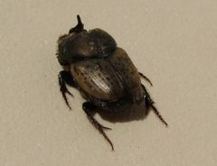 Onthophagus vacca
