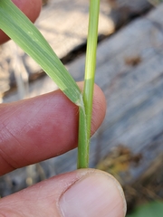 Bromus marginatus