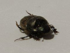 Onthophagus vacca