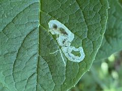 Liriomyza philadelphivora