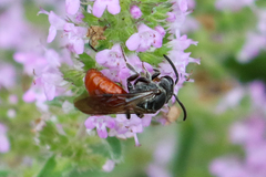 Sphecodes ranunculi