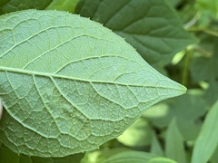 Liriomyza philadelphivora